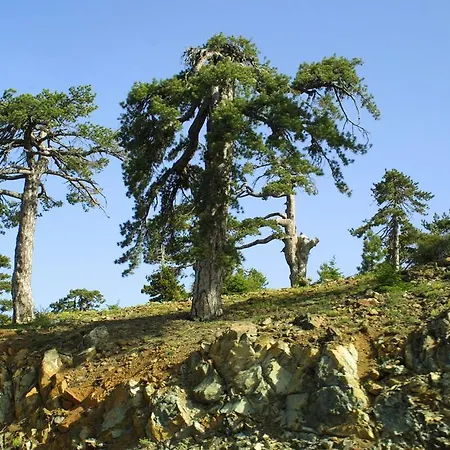 Hotel Forest Park Platres
